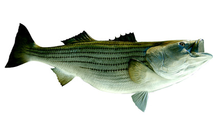 53-INCH STRIPED BASS