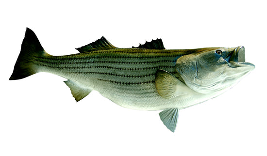 53-INCH STRIPED BASS