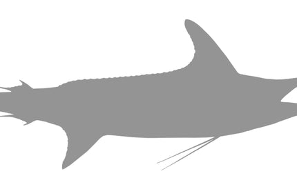 114-Inch Striped Marlin Blank Fish Mounts, Standard | King Sailfish Mounts