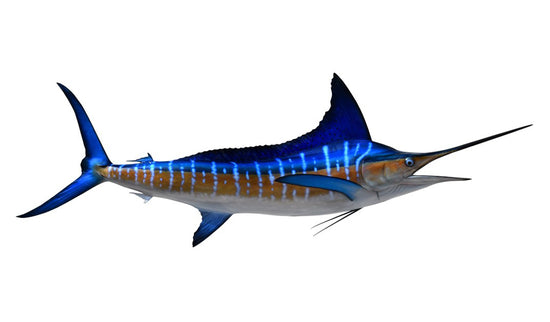 105-INCH STRIPED MARLIN
