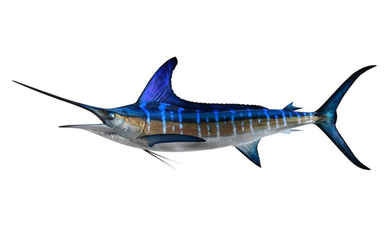 106-INCH STRIPED MARLIN