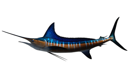 79-INCH STRIPED MARLIN