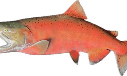 41-INCH KING SALMON (MALE)