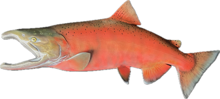 41-INCH KING SALMON (MALE)