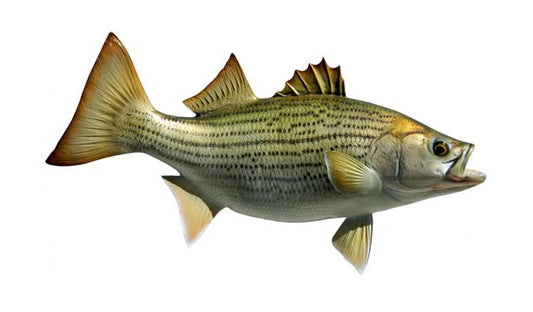 Sunshine Bass Fish Mounts King Sailfish Mounts