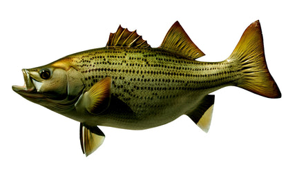26-INCH SUNSHINE BASS