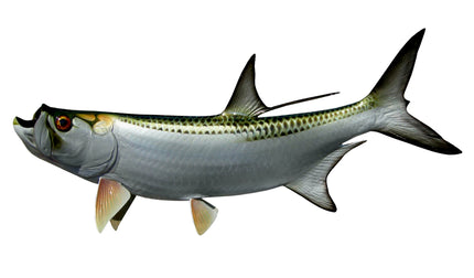 32-INCH TARPON