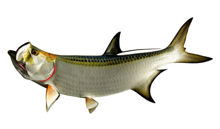 36-INCH TARPON