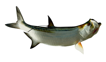 42-INCH TARPON