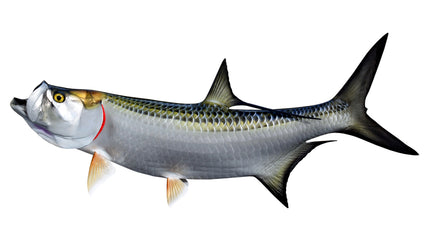 50-INCH TARPON