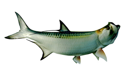 52-INCH TARPON