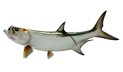 54-INCH TARPON