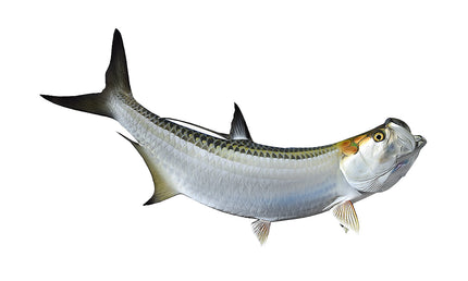 60-INCH TARPON