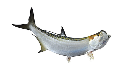 60-INCH TARPON