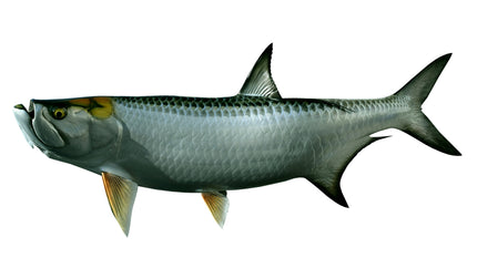 62-INCH TARPON
