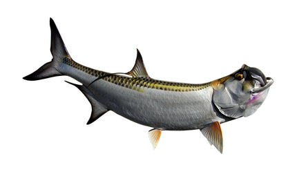 67-INCH TARPON