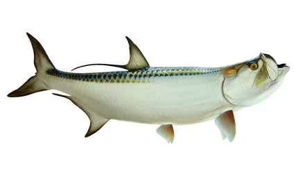 68-INCH TARPON