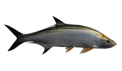 70-INCH TARPON