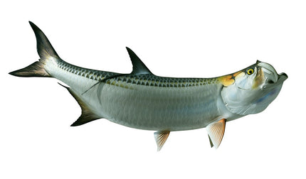 71-INCH TARPON