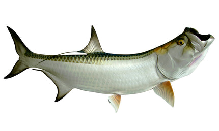 72-INCH TARPON