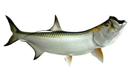 72-INCH TARPON