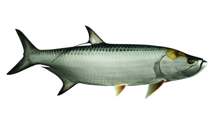 73-INCH TARPON