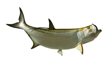 74-INCH TARPON