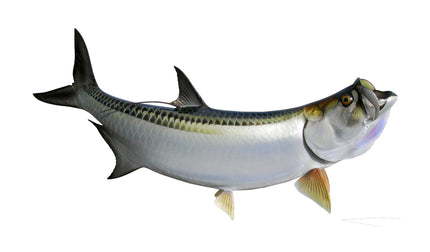75-INCH TARPON