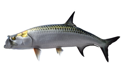 78-INCH TARPON