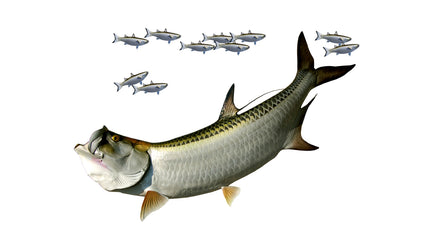 79-INCH TARPON