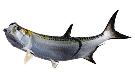 80-INCH TARPON