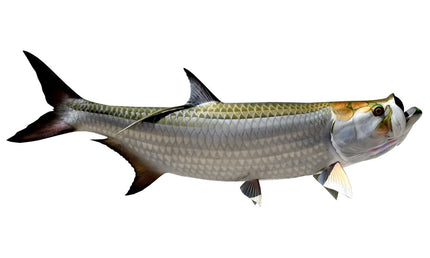 80.5-INCH TARPON