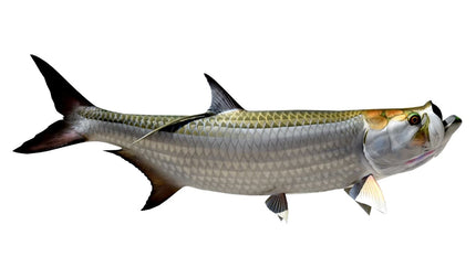 80.5-INCH TARPON