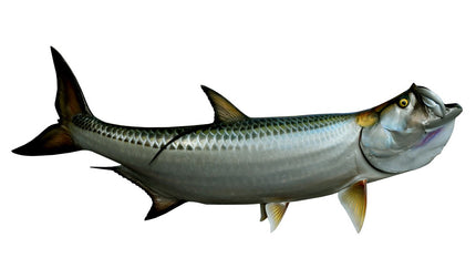 81-INCH TARPON