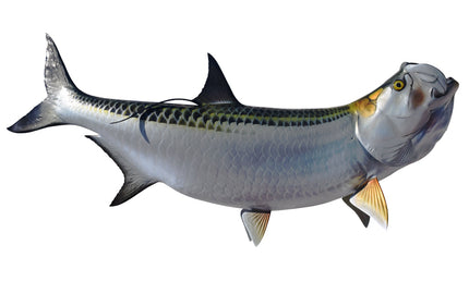 82-INCH TARPON