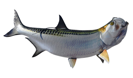 82-INCH TARPON