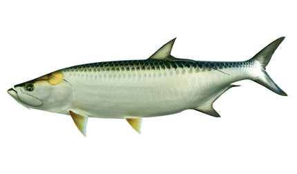 83-INCH TARPON