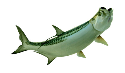 84-INCH TARPON
