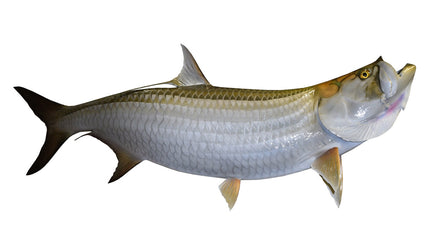 85-INCH TARPON
