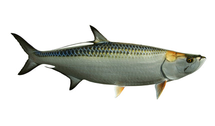 86-INCH TARPON