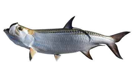 88-INCH TARPON
