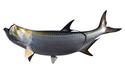 90-INCH TARPON