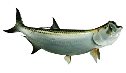 94-INCH TARPON