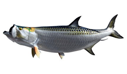 95-INCH TARPON