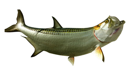 96-INCH TARPON