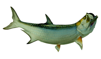 97-INCH TARPON