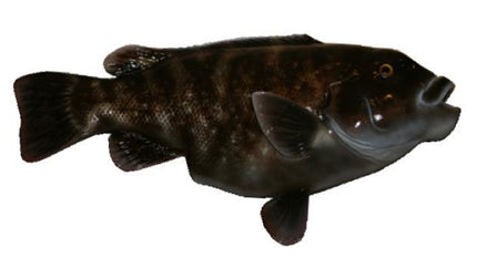 26-INCH TAUTOG