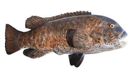 28-INCH TAUTOG