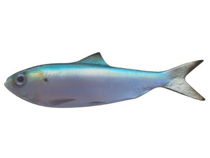 Collection image for: THREADFIN HERRING, BAITFISH
