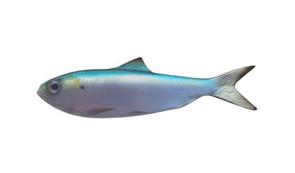 7-INCH HERRING BAITFISH MOUNT (L)